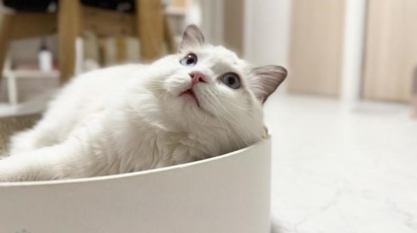 バリバリボウルで寛いでいるグドールの子猫 猫,ペット,かわいいの写真素材