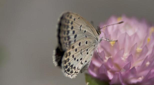 シジミチョウ チョウ,シジミチョウ,花の写真素材