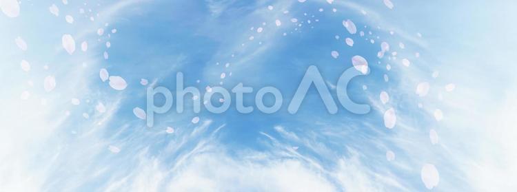 真っ白な雲と空　桜舞い散る花びら　背景素材 空,雲,桜の写真素材