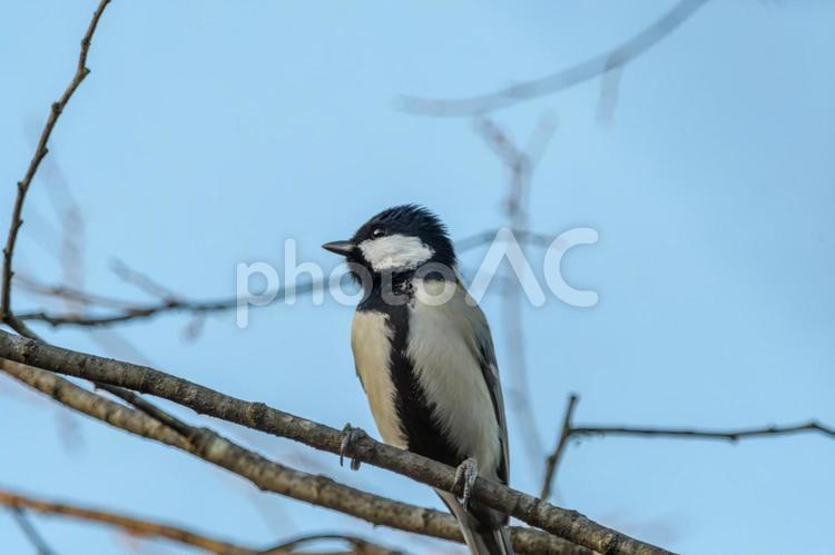 空を見上げるシジュウカラ シジュウカラ,野鳥,小鳥の写真素材