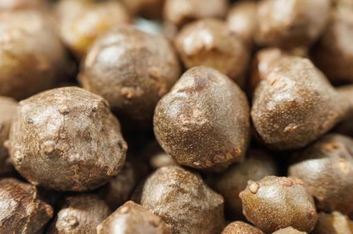 自然薯の蔓に生えたムカゴを収穫した 自然薯の蔓に生えたムカゴを収穫したの写真