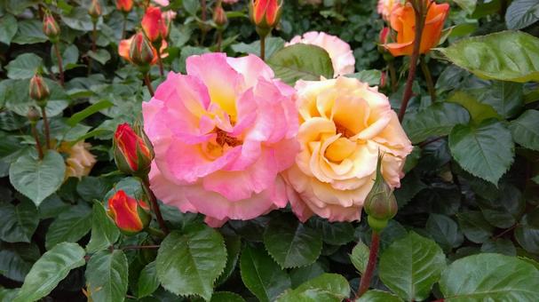 薔薇 薔薇 薔薇,バラ,緑の写真素材