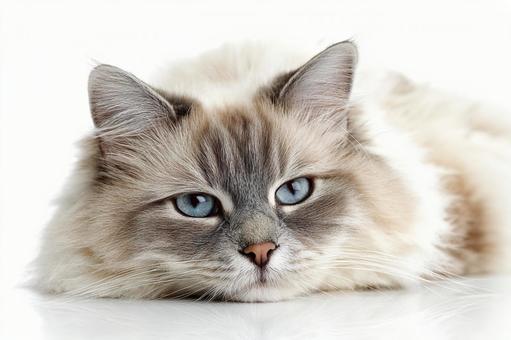 癒やしの存在:穏やかな表情の猫 癒やしの存在:穏やかな表情の猫の写真