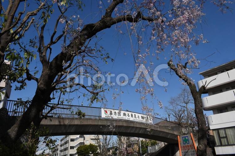 清明過ぎの横浜市都筑区の華蔵橋のしだれ桜 シダレザクラ,枝垂桜,さくらの写真素材