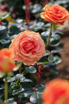 薔薇 薔薇の写真
