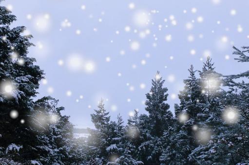 雪化粧 冬,雪,粉雪の写真素材