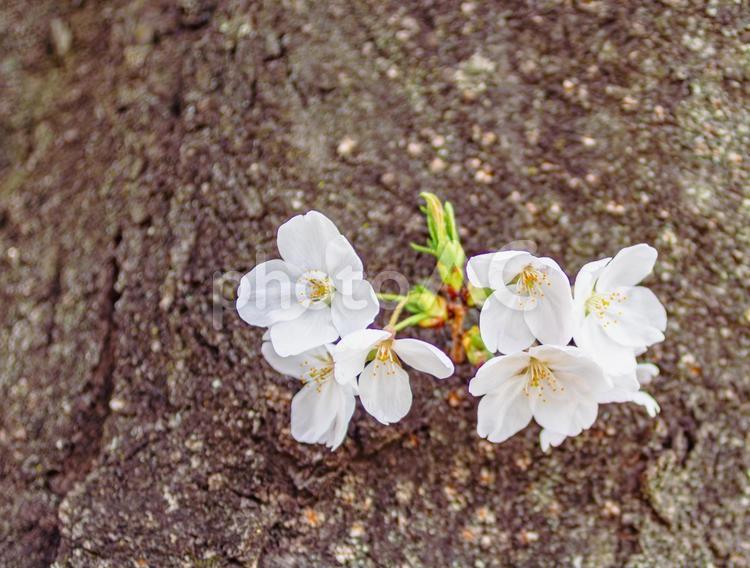 ソメイヨシノ桜ｰ35 ソメイヨシノ,さくら,桜の写真素材