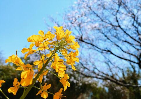 菜の花 菜の花の写真