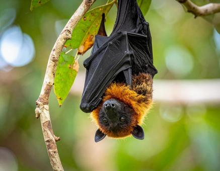 木からぶら下がるコウモリ 木からぶら下がるコウモリの写真