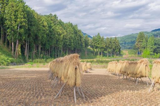 昔ながらのはさがけをしている風景 昔ながらのはさがけをしている風景 稲架掛け,循環型農業,天日干しの写真素材