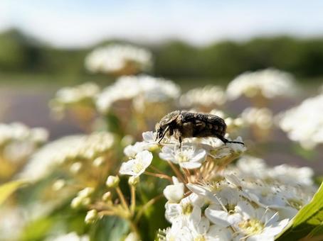 日差しを浴びるコガネムシと白色の花 日差しを浴びるコガネムシと白色の花の写真