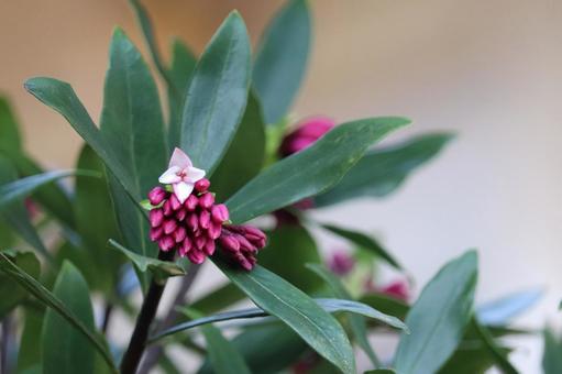 沈丁花のツボミに花一つ 沈丁花のツボミに花一つ 沈丁花,ジンチョウゲ,蕾の写真素材
