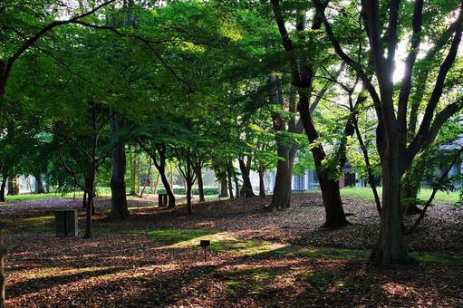 夏の公園の森にて 夏の公園の森にての写真