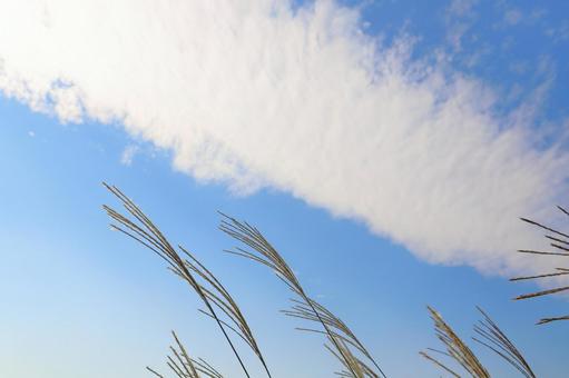 すすき　青空　白い雲 ススキ,空,青空の写真素材