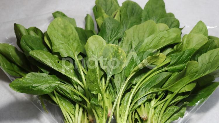 たくさんのほうれん草 ほうれんそう,野菜,ベジタブルの写真素材