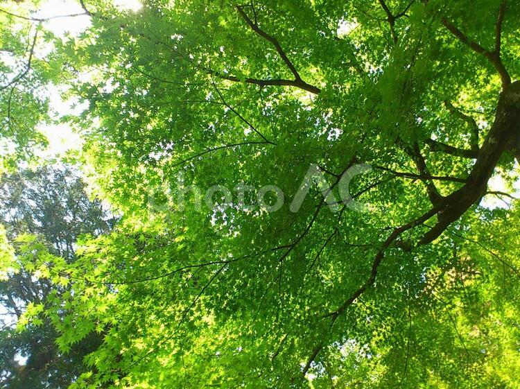 グリーン 公園,太陽,季節の写真素材