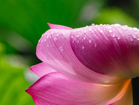 Photo, ancient lotus, lotus, lotus flower, 
