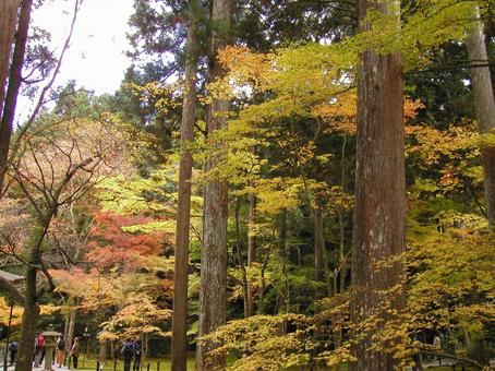 京都 大原 京都 大原の写真
