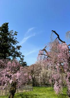 京都御苑の桜 京都御苑の桜の写真