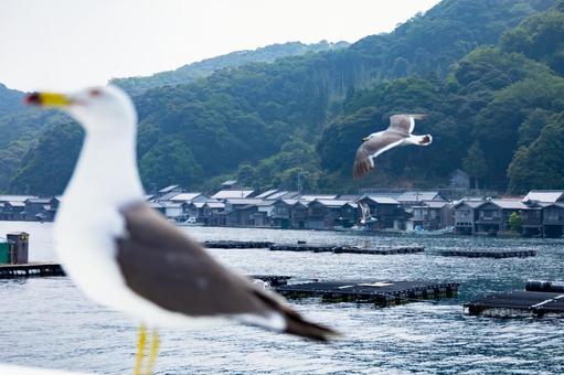 かもめ越しの伊根の舟屋 伊根の舟屋,かもめ,カモメの写真素材