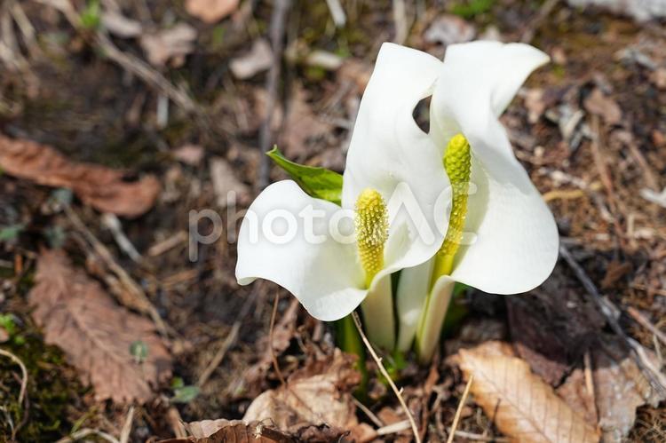 水芭蕉　栗駒山十文字の春の風物詩 水芭蕉,栗駒山,十文字の写真素材