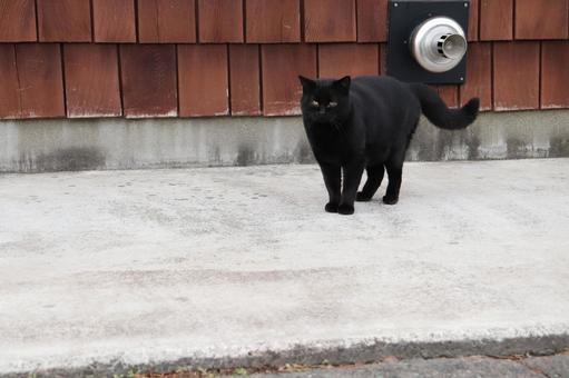 黒猫 黒猫の写真