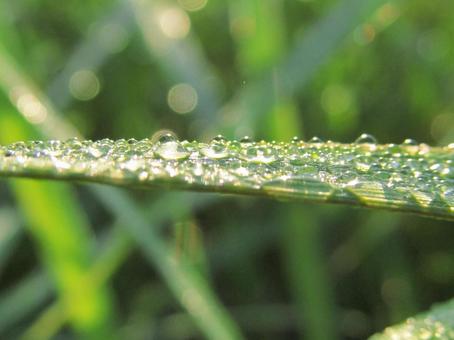 水滴と緑の葉の風景 水滴と緑の葉の風景 水滴,しずく,雨の写真素材