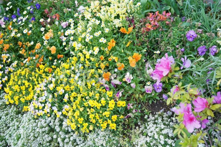 色んな花 花壇,花,きれいの写真素材