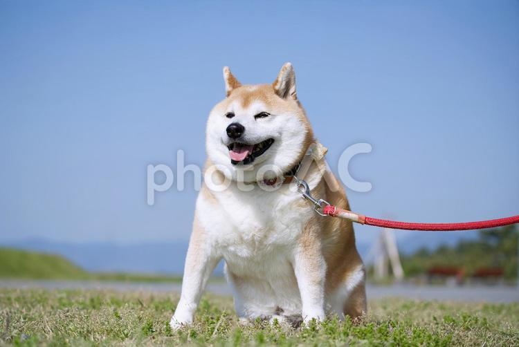 お散歩ワンコ（柴犬） 犬,柴犬,可愛い犬の写真素材