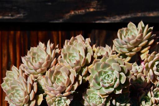 植物シリーズ 植物シリーズの写真