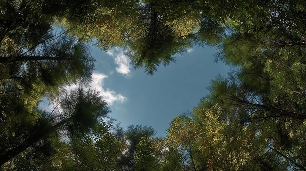 木々の隙間からのぞく空と雲 木々の隙間からのぞく空と雲の写真