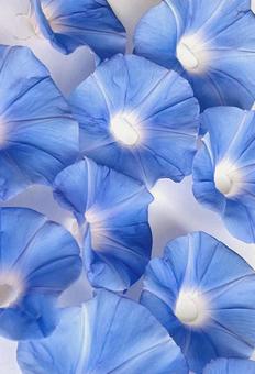 朝顔 朝顔,花,青いの写真素材