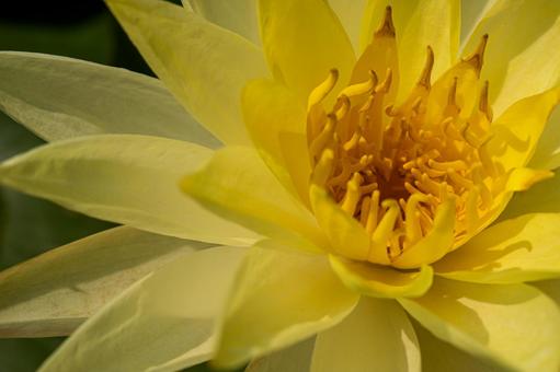 黄色の睡蓮 黄色の睡蓮 睡蓮,夏の花,スイレンの写真素材