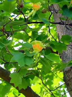 ユリノキの花 ユリノキ,花,街路樹の写真素材