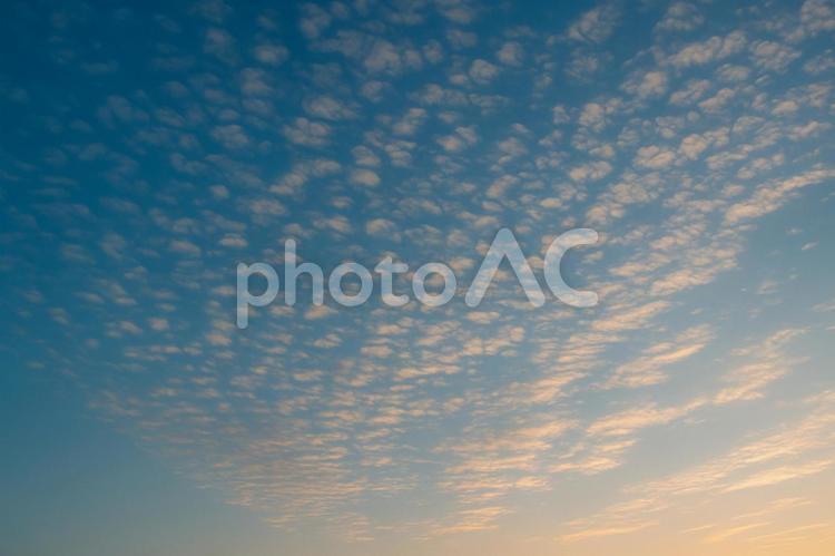 秋のうろこ雲 空,雲,うろこ雲の写真素材