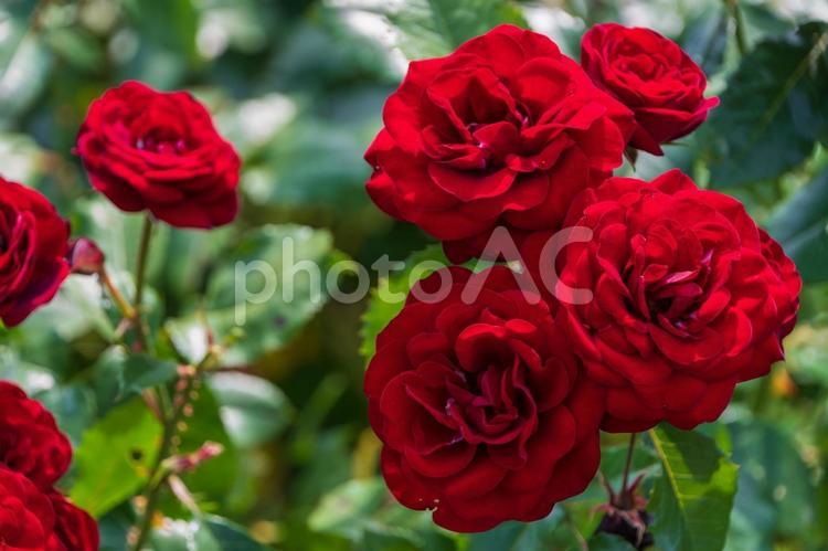 深紅のバラの美しさ バラ,赤,花の写真素材