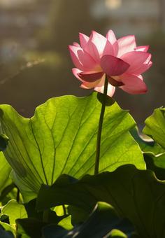 不忍池の蓮 不忍池の蓮 不忍池,ハス,蓮の写真素材