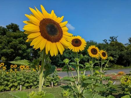 ヒマワリ ヒマワリ 植物,花,向日葵の写真素材