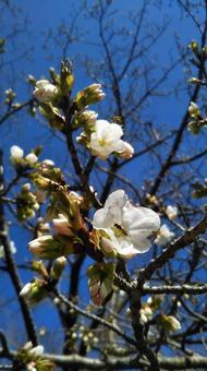 桜 桜の写真