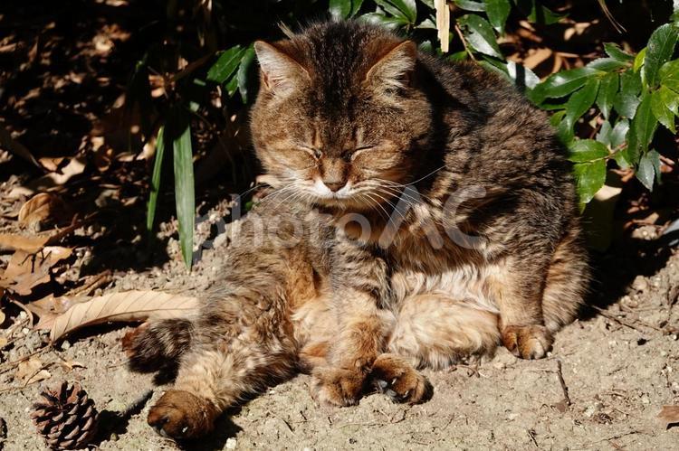 フーテンの寅さんみたいな猫 フーテンの寅,猫,ネコの写真素材