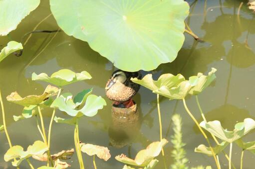 日陰で休む。。。 日陰で休む。。。の写真