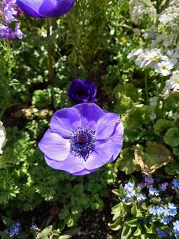 Anemone/Peony flower Blue-purple (flower), JPG