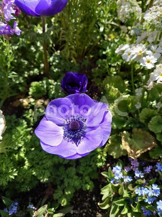 アネモネ／牡丹一華　青紫（花） 縦,花,植物の写真素材