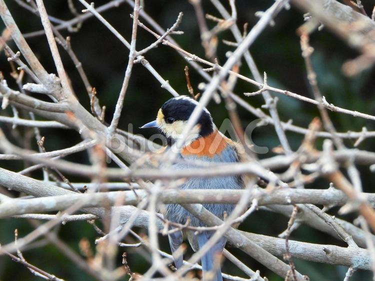 茂みの中のヤマガラ ヤマガラ,鳥,小鳥の写真素材