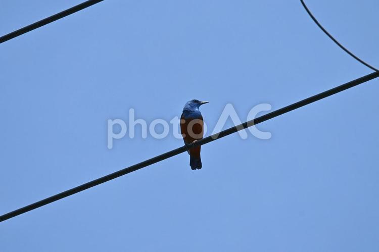 電線に止まるイソヒヨドリ イソヒヨドリ,電線,野鳥の写真素材