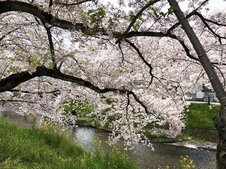 桜 桜 植物,桜,春の写真素材