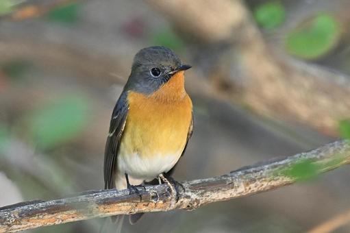 ムギマキ ムギマキの写真