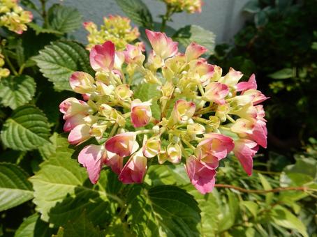 [Flower photo] Hydrangea flower, JPG