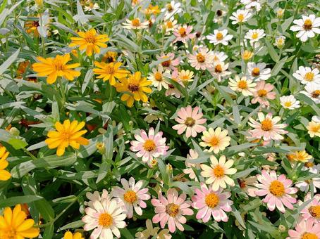 花壇に咲くジニア 花壇に咲くジニア ジニア,花,植物の写真素材