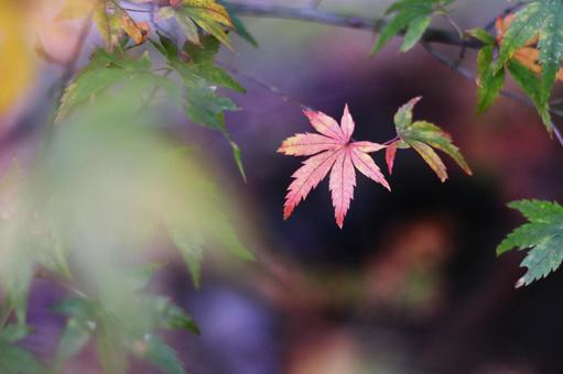 紅葉したモミジ 紅葉したモミジ 紅葉,秋,もみじの写真素材